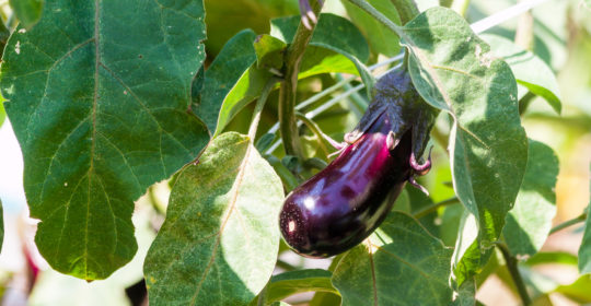 Eggplant – ’tis the season