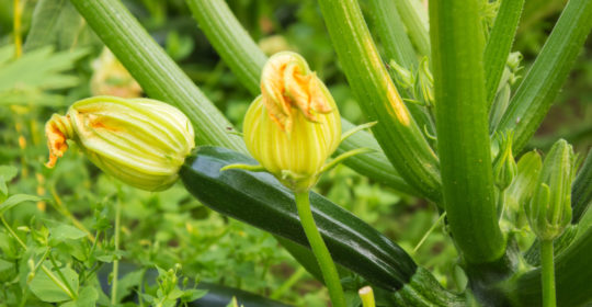 The not so humble zucchini – it’s the queen of the crop!