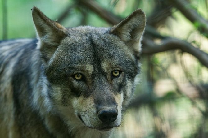 Tame The Beast — it’s time to rethink persistent pain and learn new approaches.
